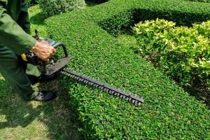 Hedge Cutting